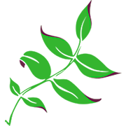 Paddington Clinic Brisbane Acupuncture