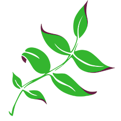 Paddington Clinic Brisbane Acupuncture