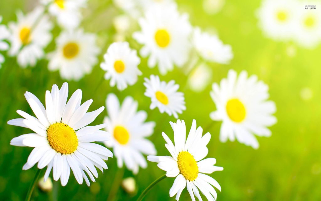 Spring Flowers