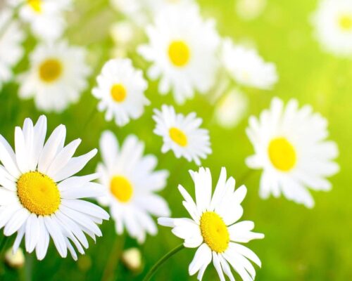 Spring Flowers