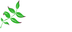 Paddington Clinic Brisbane Acupuncture